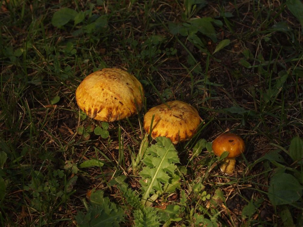 Mushrooms Three
