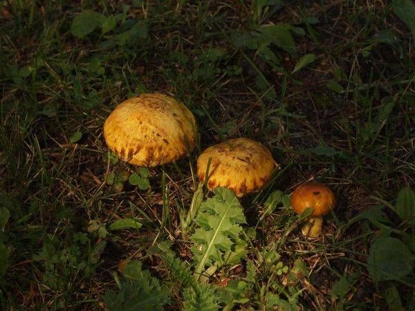 Mushrooms Three