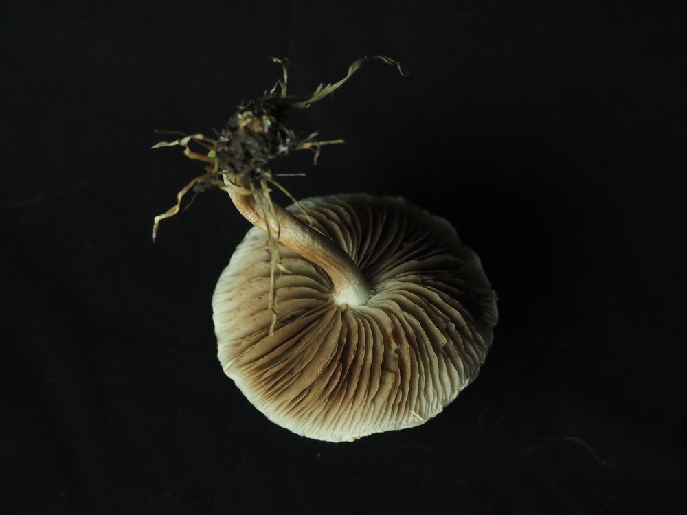 Mushroom Study No 1