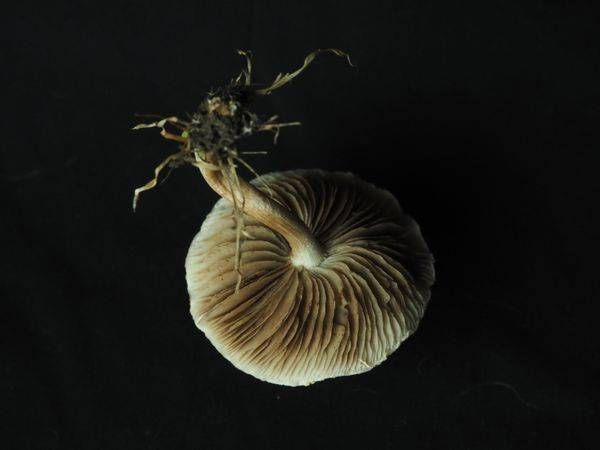 Mushroom Study No. 1