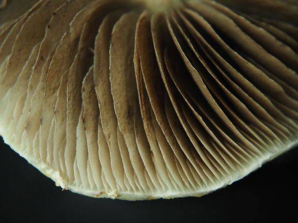 Mushroom Study No. 3
