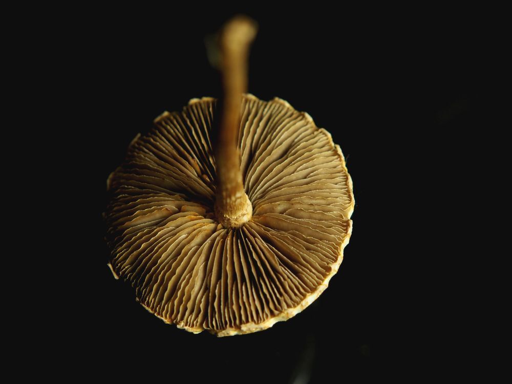 Mushroom Study No 5