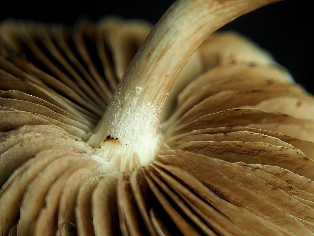 Mushroom Study No 4