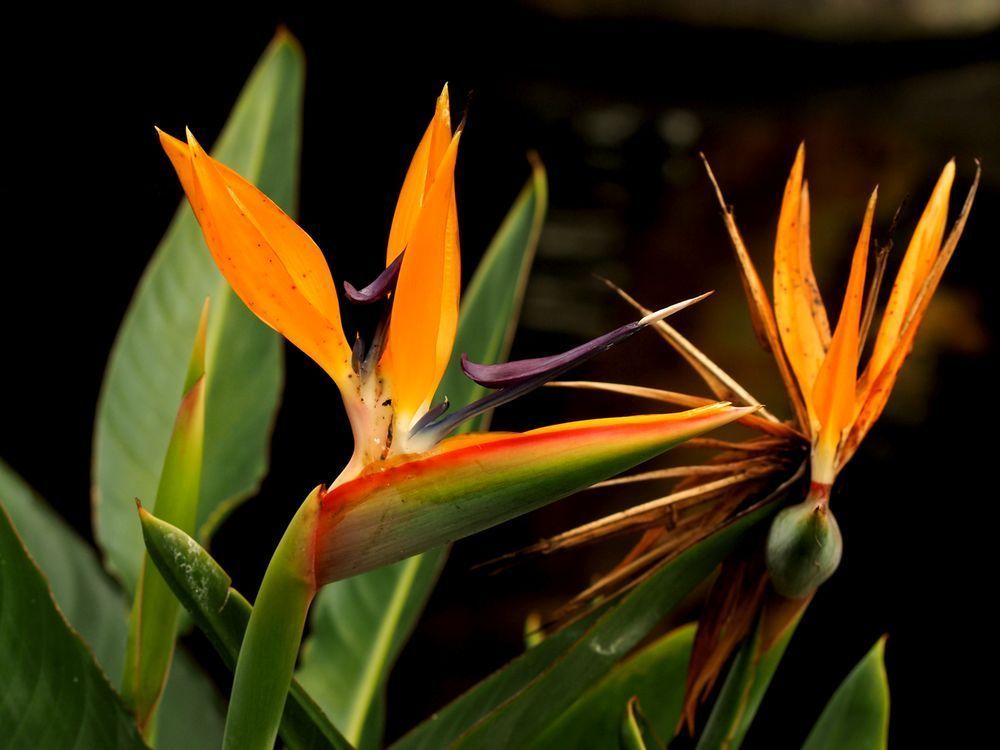 Bird Of Paradise12x9borderless Photography Art | Fox and Swan Arts