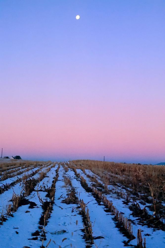 Winter Moon Over Cornfield
