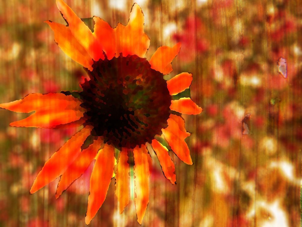 Flower for Hans