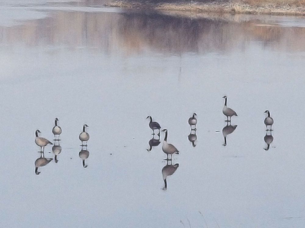 Geeseon Icefilm8x6 Photography Art | Fox and Swan Arts