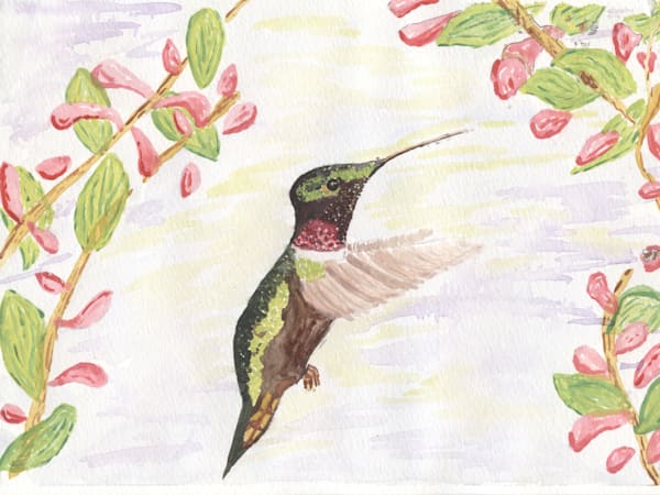 Hummingbird Finding Nectar