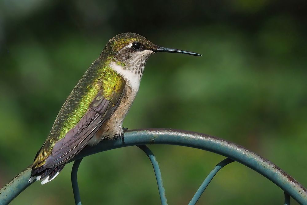 Hummer in Profile