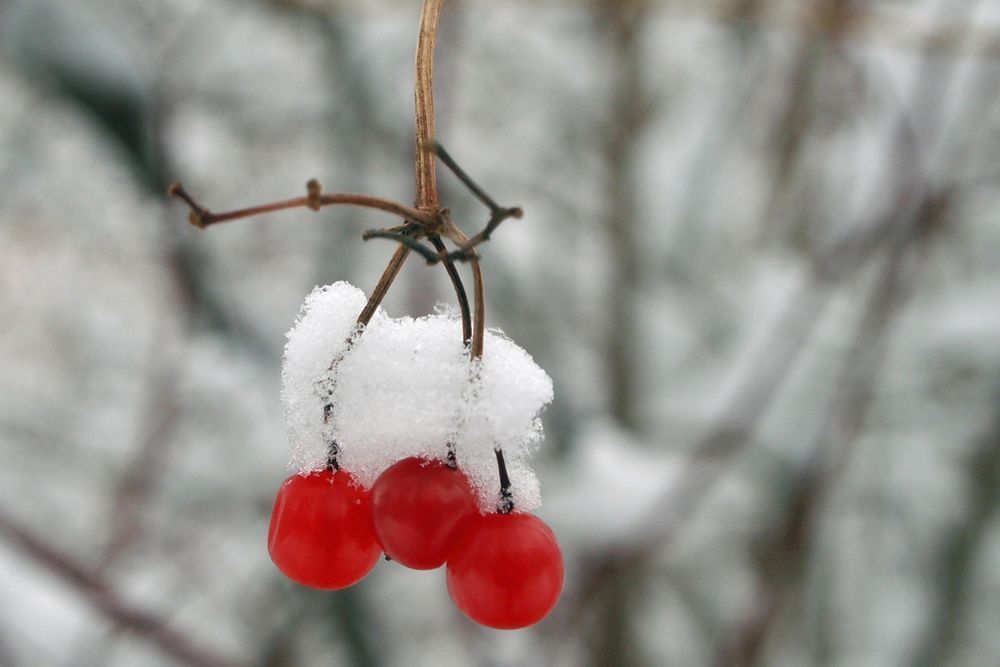 Winter Berries