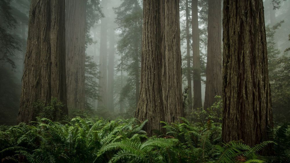 Mist And Monsters Photography Art | Captured Adventure Photography