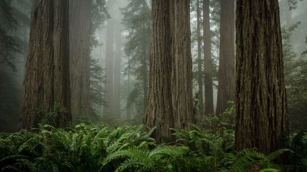 Redwood