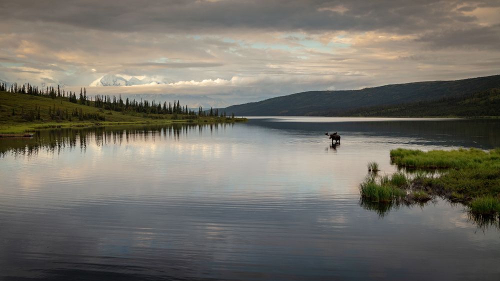 Denali National Park Photography Art | Captured Adventure Photography