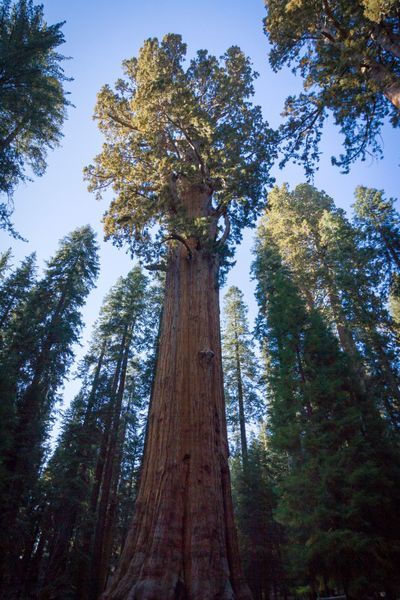 Sequoia