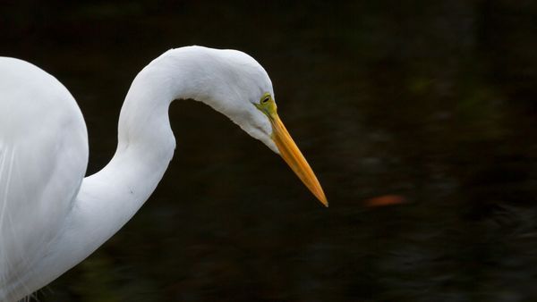 Everglades