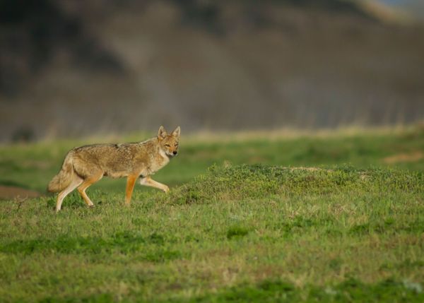 Theodore Roosevelt