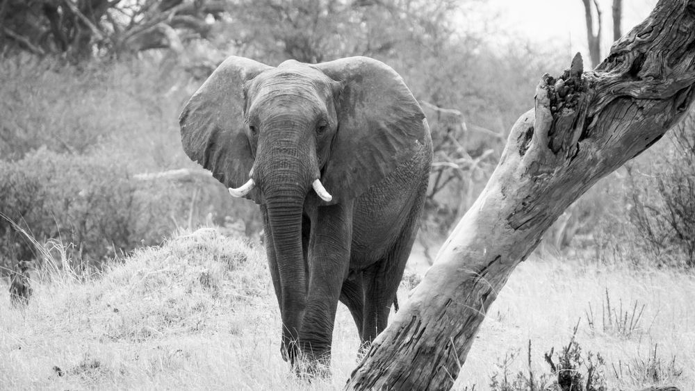 S00 A8335 Photography Art | Captured Adventure Photography