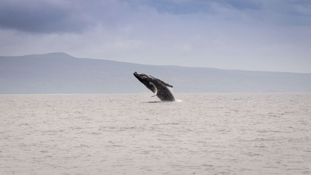 S00 A8238 Photography Art | Captured Adventure Photography