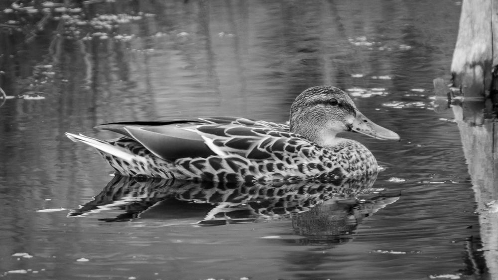 S00 A7155 Photography Art | Captured Adventure Photography