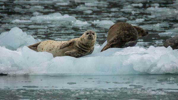 Kenai Fjords