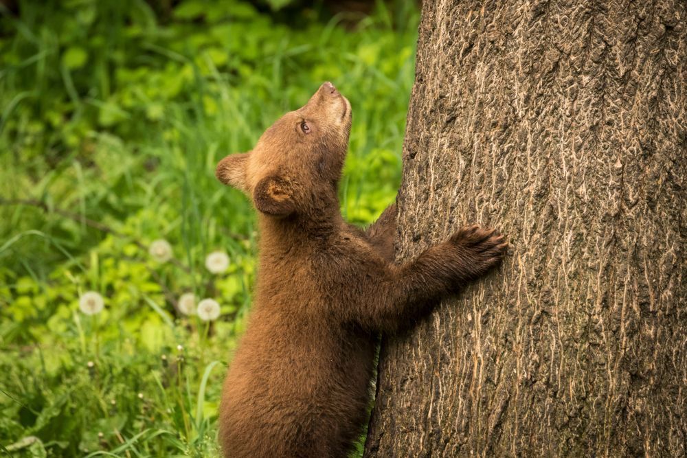 Ursus Determinous Photography Art | Captured Adventure Photography