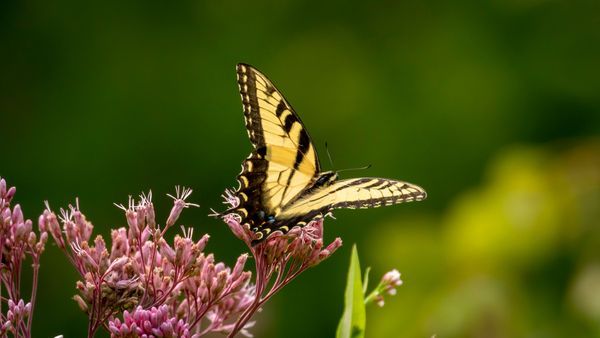 Indiana Dunes