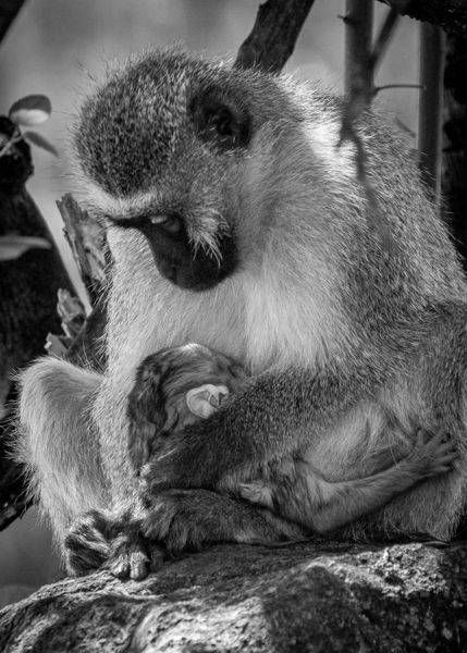 My Little Monkey Photography Art | Captured Adventure Photography