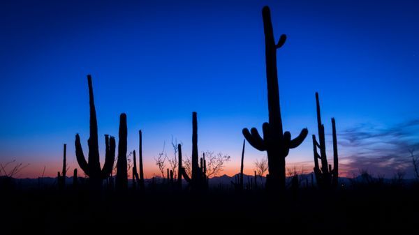Saguaro 