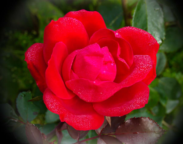 Bold Red Rose