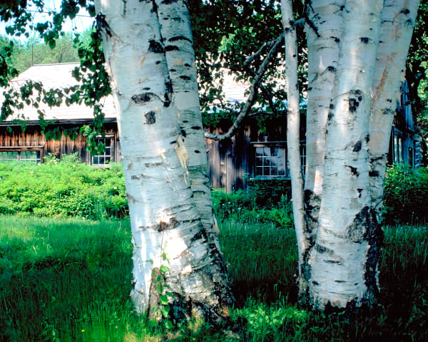 BIRCHES
