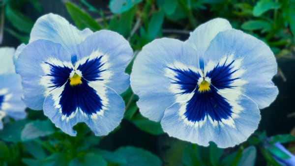 VIOLAS