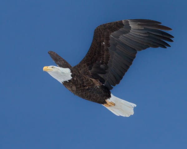 Bald Eagle In Vermont Photography Art | Dave Kutchukian Photography