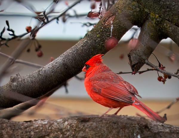 Male Cardinal Photography Art | Dave Kutchukian Photography