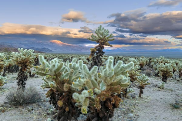 Joshua tree plants Photography Art | Fine Earth Photography by Mitch Miller