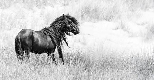 In The Wind Photography Art | Koru Photo Designs