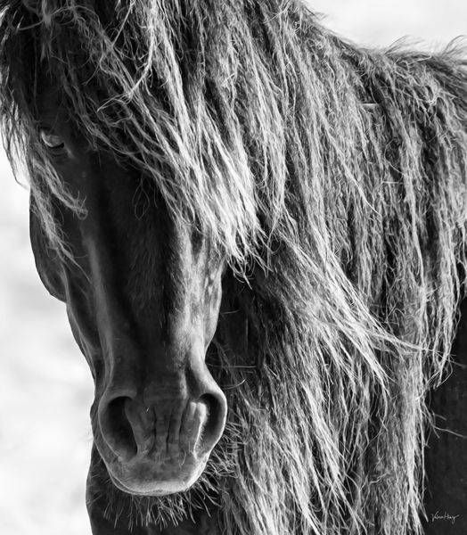 In Stillness, Power Photography Art | Koru Photo Designs