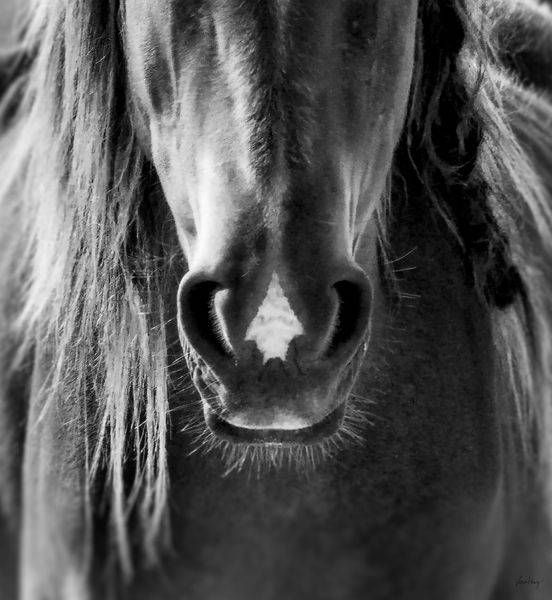 Equine Soul Photography Art | Koru Photo Designs