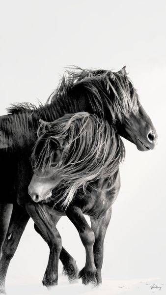 Wind And Freedom Photography Art | Koru Photo Designs