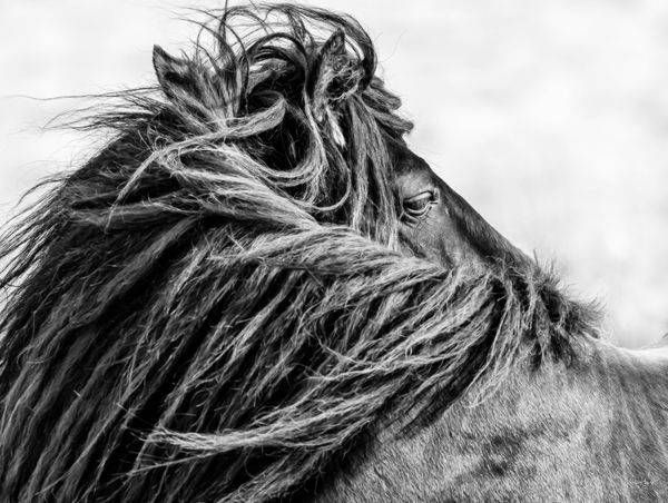 Windswept Photography Art | Koru Photo Designs