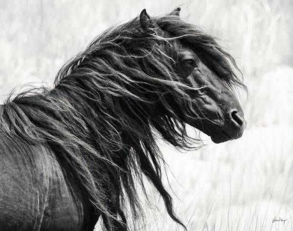Windblown Photography Art | Koru Photo Designs