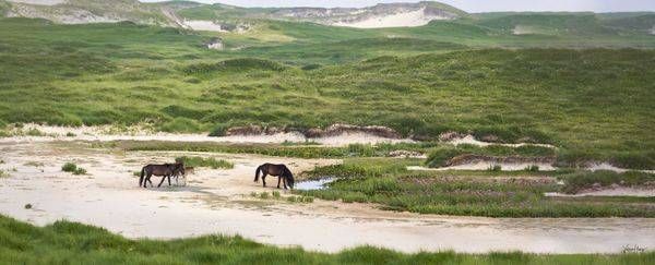 Untamed Land Photography Art | Koru Photo Designs