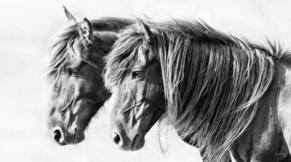 Twin Spirits Photography Art | Koru Photo Designs