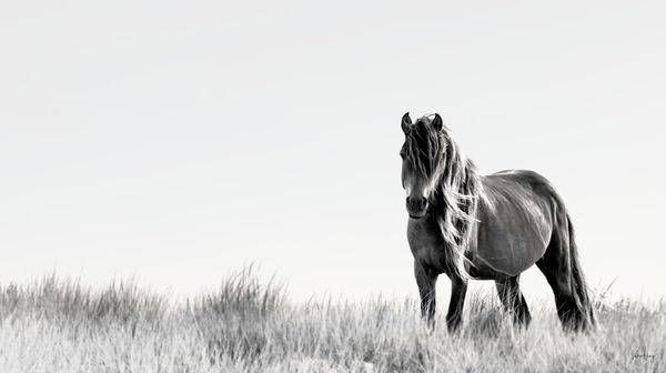 Tranquil Wilderness Photography Art | Koru Photo Designs