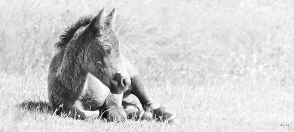 Tenderness Photography Art | Koru Photo Designs