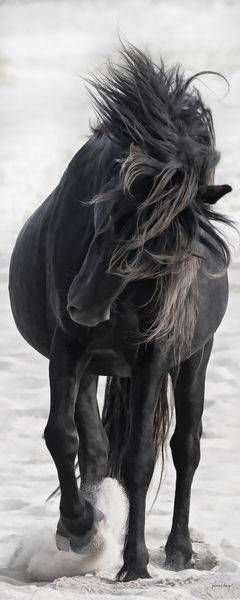 Soul Of The Wind Photography Art | Koru Photo Designs