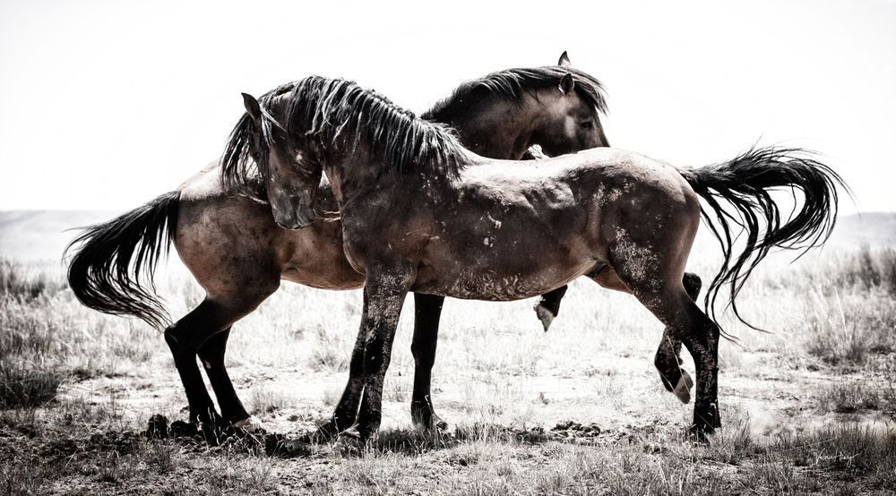 Being Wild Photography Art | Koru Photo Designs