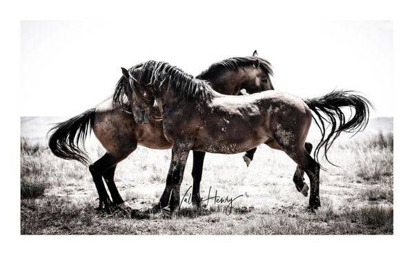 "Being Wild" Limited Edition Photography Art | Koru Photo Designs