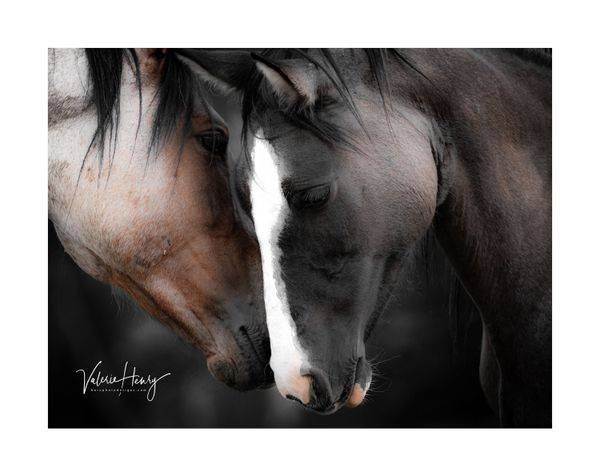 "Connected" Limited Edition Photography Art | Koru Photo Designs
