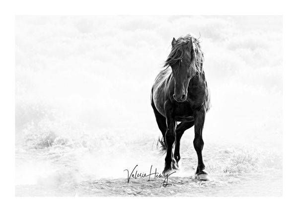 "After The Dust Settles" Limited Edition Photography Art | Koru Photo Designs
