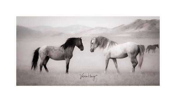 "Fire And Ice" Limited Edition Photography Art | Koru Photo Designs